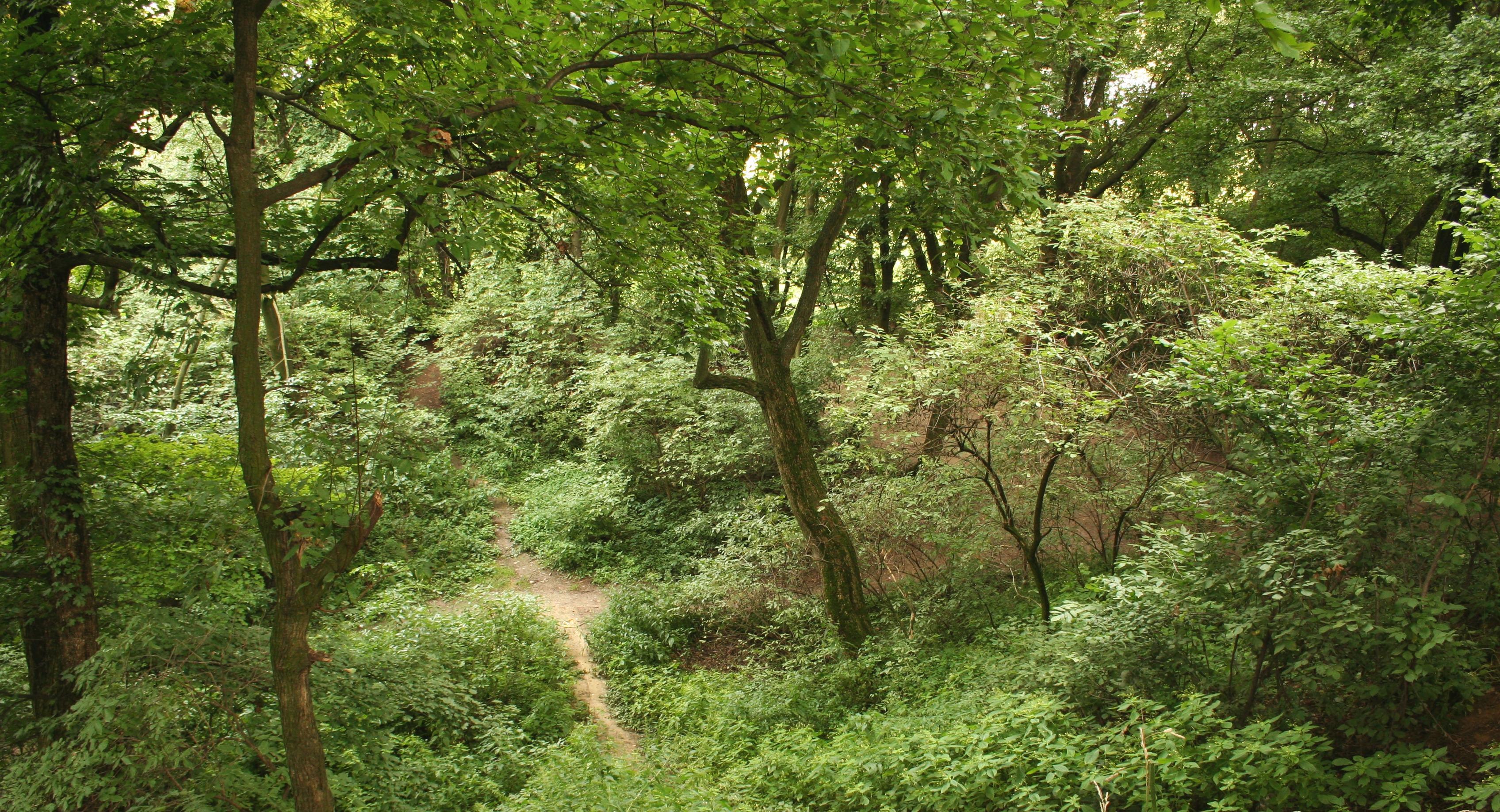 Rezerwat przyrody Lisia Góra